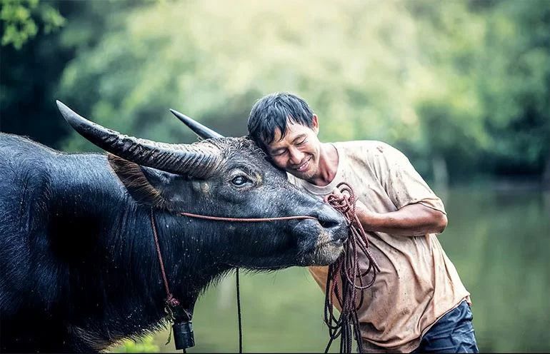 Nam, nữ Ất Sửu 1985 mệnh gì? Hợp màu gì, công việc gì?