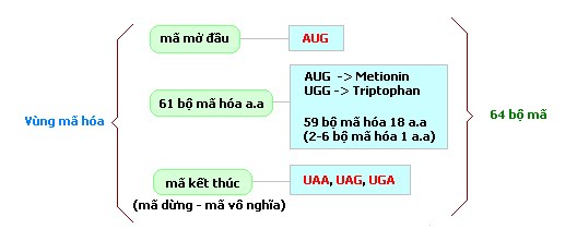 Bản Chất Của Mã Di Truyền Là Gì?