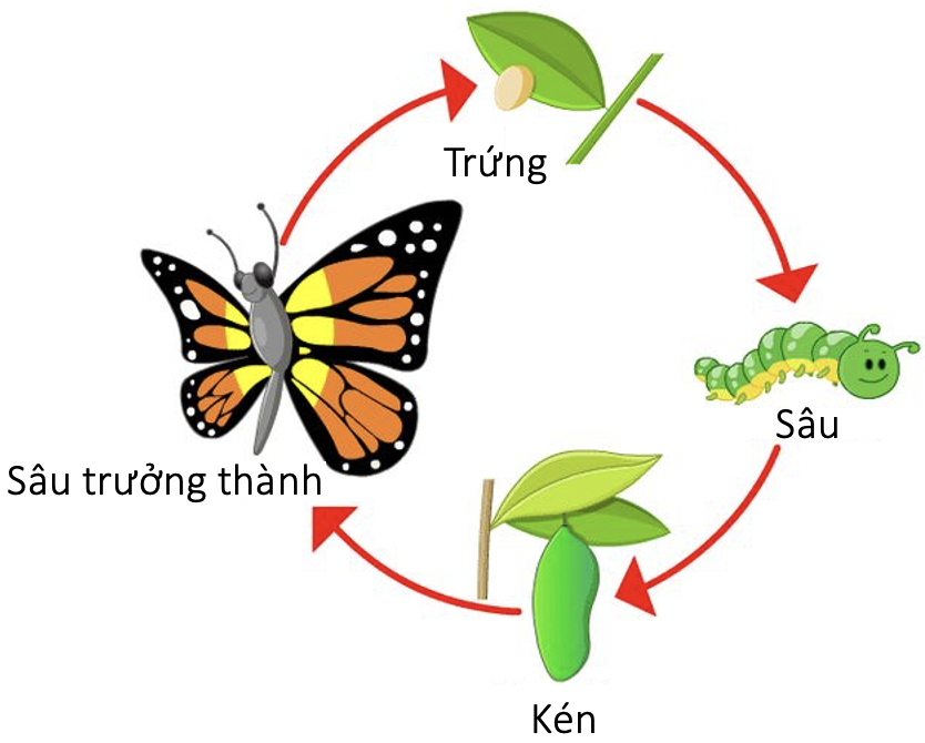 Sinh trưởng và phát triển ở sinh vật SVIP