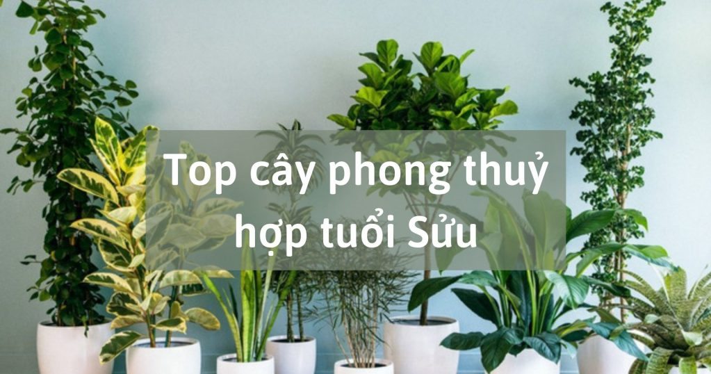 Tuổi Sửu hợp với màu gì và kỵ màu sắc nào nhất phong thủy?