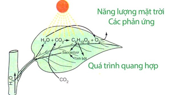 Phản ứng oxi hóa khử là gì? Ví dụ về phản ứng oxi hóa khử lớp 10