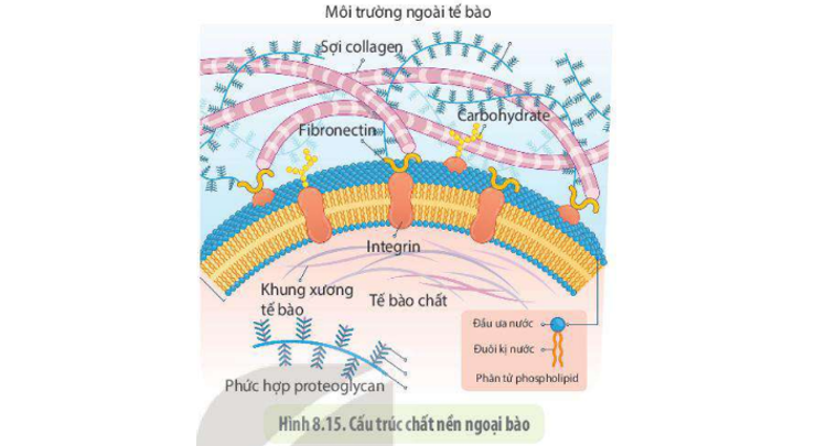 Lý thuyết tế bào nhân thực - SInh 10 Kết nối tri thức</>