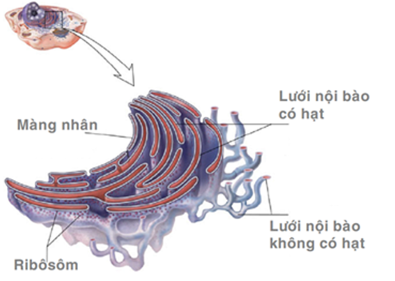 Lý thuyết tế bào nhân thực - SInh 10 Kết nối tri thức</>