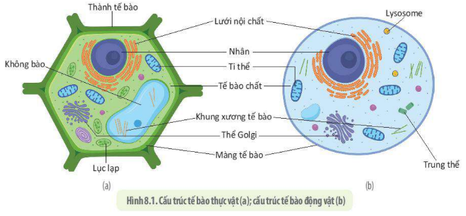 Lý thuyết tế bào nhân thực - SInh 10 Kết nối tri thức</>