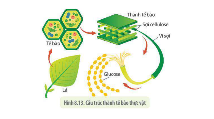 Lý thuyết tế bào nhân thực - SInh 10 Kết nối tri thức</>