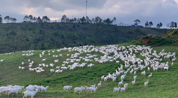 Khám phá khu du lịch Măng Đen Kon Tum: Nét đẹp hoang sơ, hùng vĩ