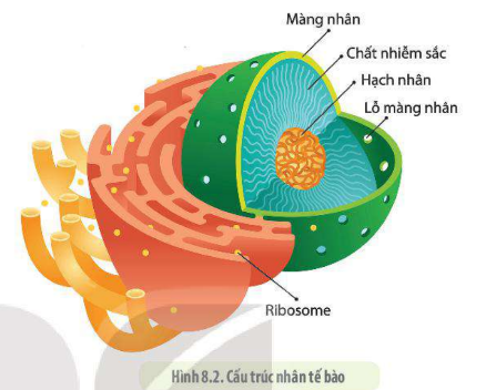 Lý thuyết tế bào nhân thực - SInh 10 Kết nối tri thức</>