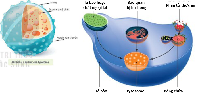 Lý thuyết tế bào nhân thực - SInh 10 Kết nối tri thức</>