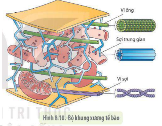 Lý thuyết tế bào nhân thực - SInh 10 Kết nối tri thức</>