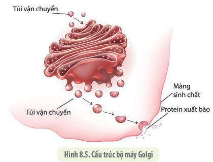 Lý thuyết tế bào nhân thực - SInh 10 Kết nối tri thức</>