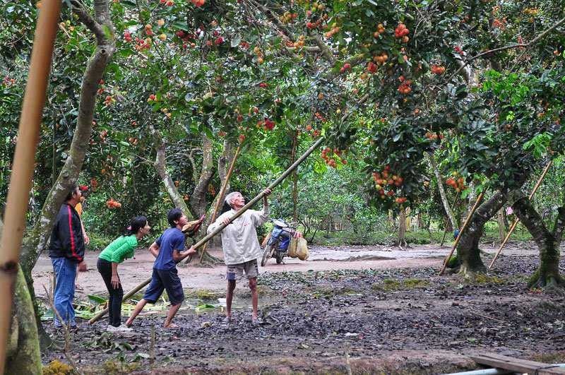 TOP 20 khu du lịch sinh thái Cần Thơ thỏa thích vui chơi suốt 4 mùa