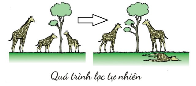 Lý Thuyết Học Thuyết Tiến Hóa Tổng Hợp Hiện Đại Và Bài Tập Trắc Nghiệm