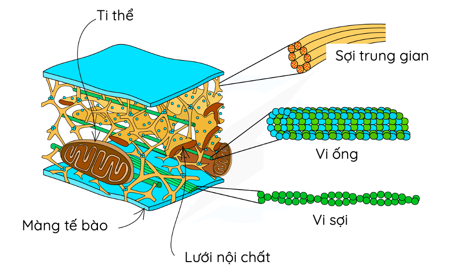 Vật nào sau đây có cấu tạo từ tế bào? Những điều cần biết về tế bào