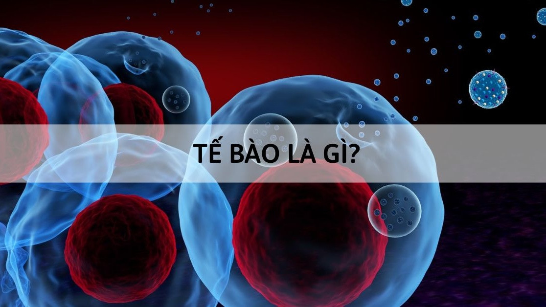 Vật nào sau đây có cấu tạo từ tế bào? Những điều cần biết về tế bào