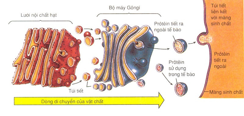 Vật nào sau đây có cấu tạo từ tế bào? Những điều cần biết về tế bào