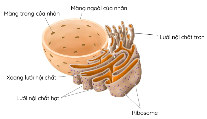 Vật nào sau đây có cấu tạo từ tế bào? Những điều cần biết về tế bào