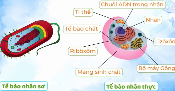 Vật nào sau đây có cấu tạo từ tế bào? Những điều cần biết về tế bào