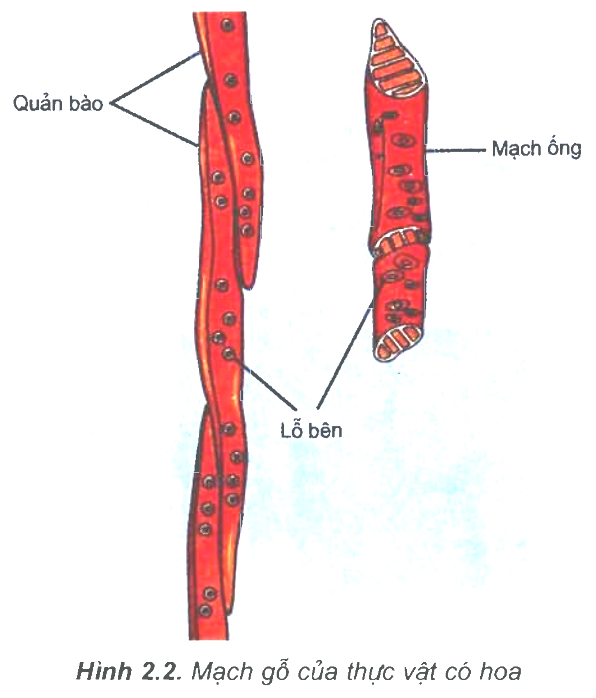 Sinh 11 Bài 2: Lý Thuyết Vận Chuyển Các Chất Trong Cây Và Câu Hỏi Trắc Nghiệm