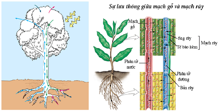 Sinh 11 Bài 2: Lý Thuyết Vận Chuyển Các Chất Trong Cây Và Câu Hỏi Trắc Nghiệm