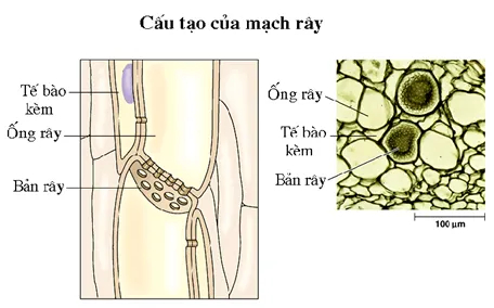 Sinh 11 Bài 2: Lý Thuyết Vận Chuyển Các Chất Trong Cây Và Câu Hỏi Trắc Nghiệm