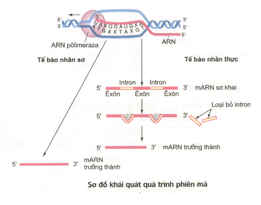 Phiên Mã Là Gì? Diễn Biến Và Kết Quả Của Quá Trình Phiên Mã