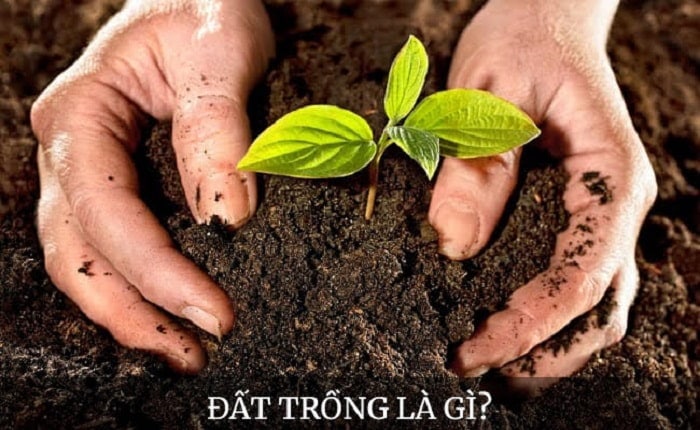 Đất trồng gồm mấy thành phần chính? Giải đáp chi tiết