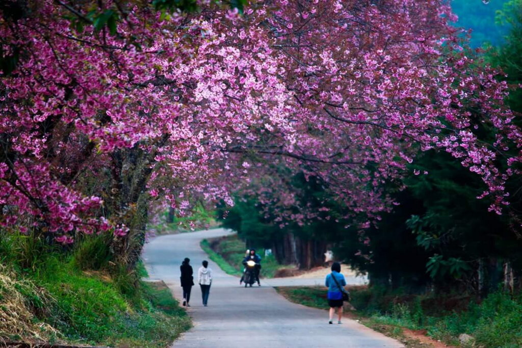 Kinh nghiệm du lịch Thái Lan an toàn: Hành trang, thủ tục và bẫy lừa đảo cần tránh - Saladin bảo hiểm công nghệ: Tự tin sống, tự tin yêu thương #