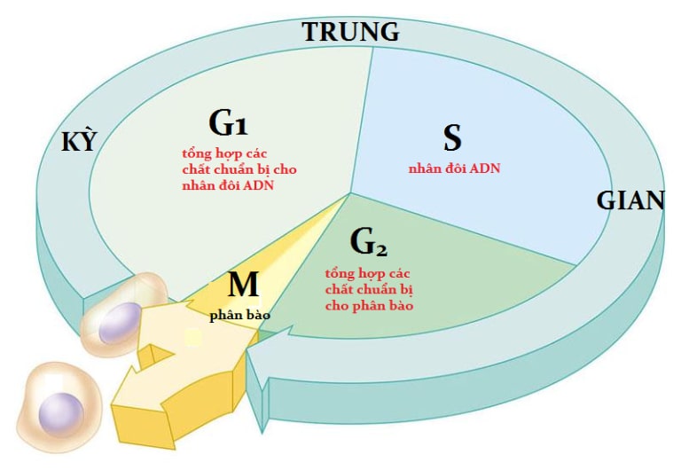 Quá Trình Nhân Đôi ADN Diễn Ra Theo Nguyên Tắc Nào?