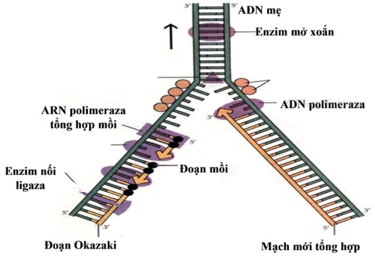 Quá Trình Nhân Đôi ADN Diễn Ra Theo Nguyên Tắc Nào?