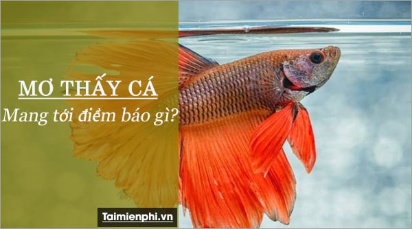 Mơ thấy cá đánh số mấy? Bí mật giải đáp giấc mơ về cá