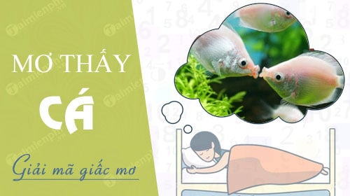 Mơ thấy cá đánh số mấy? Bí mật giải đáp giấc mơ về cá