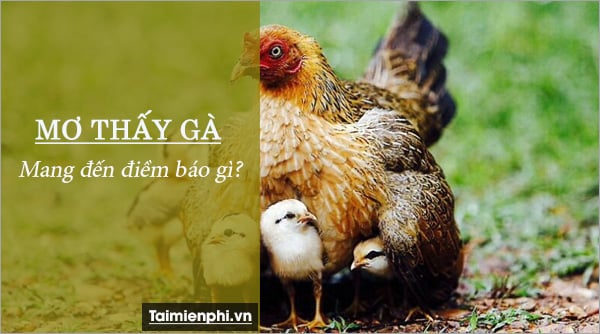 Nằm mơ thấy gà đánh con gì? là điềm báo gì?