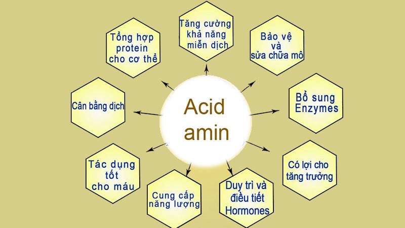 Amino Axit Là Gì? Tính Chất Hóa Học, Công Thức Cấu Tạo & Bài Tập