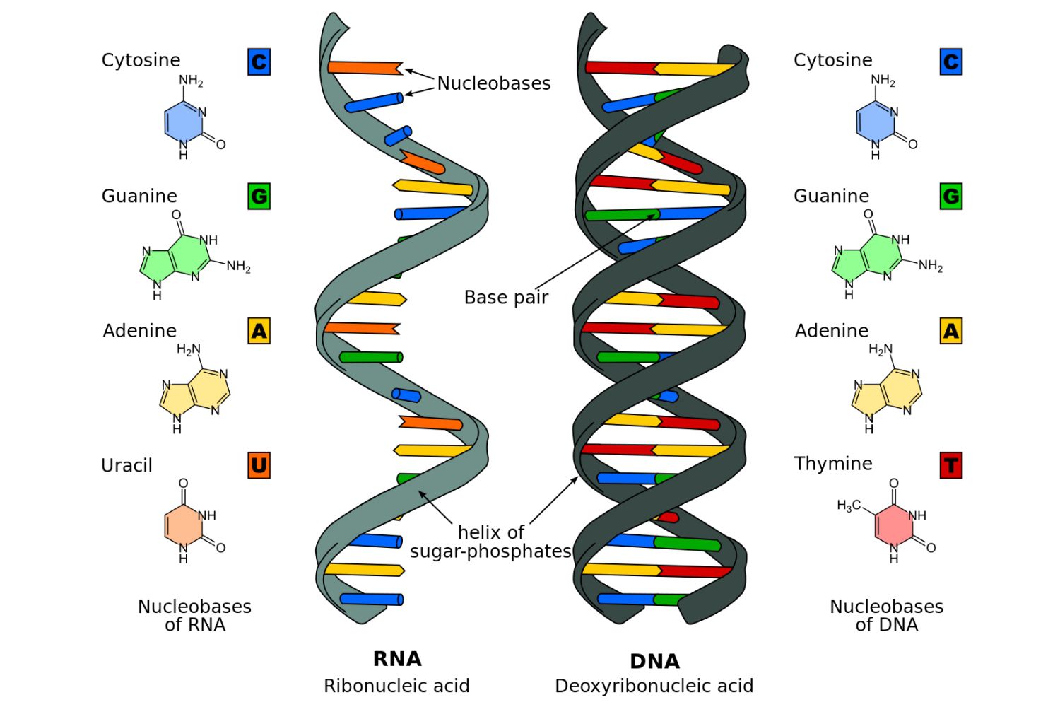 Axit nucleic là gì? Cơ chế hoạt động và chức năng cần biết