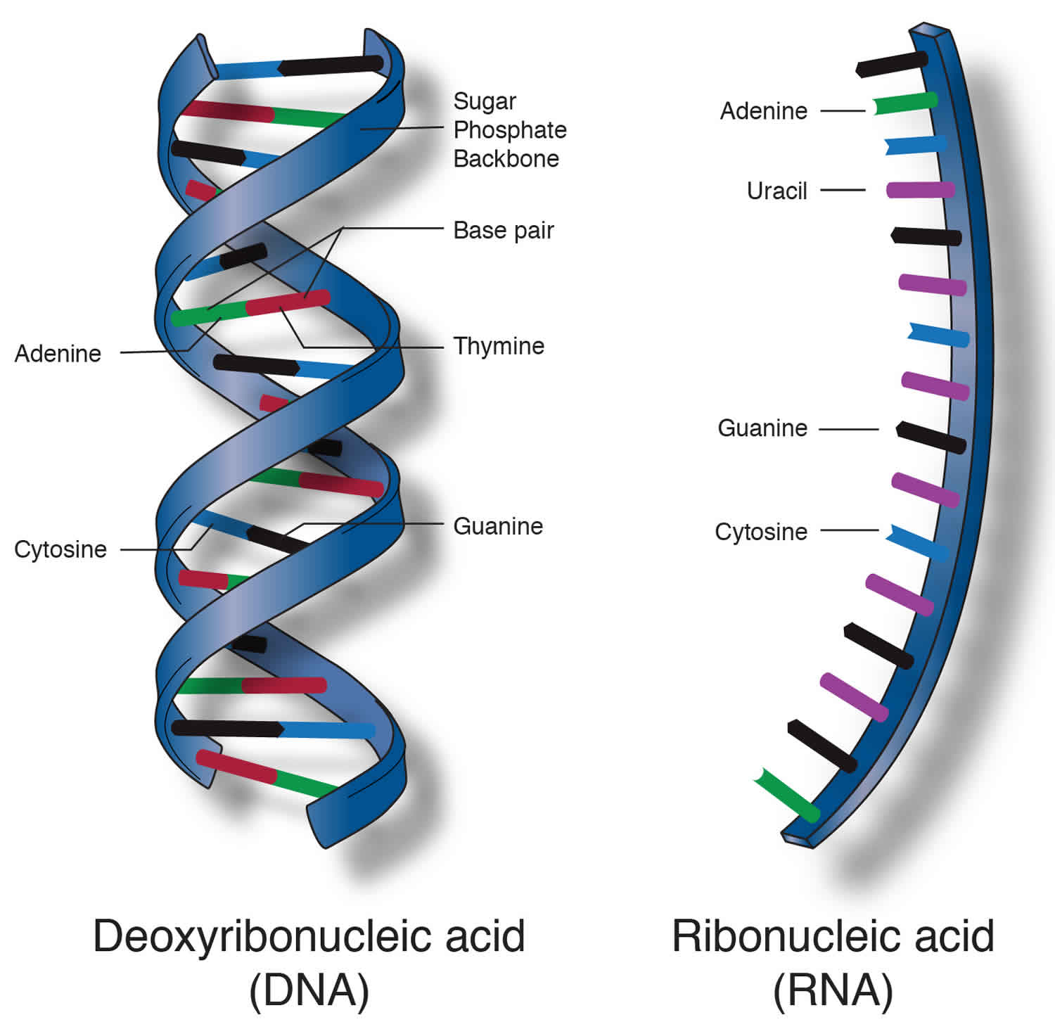 Axit nucleic là gì? Cơ chế hoạt động và chức năng cần biết