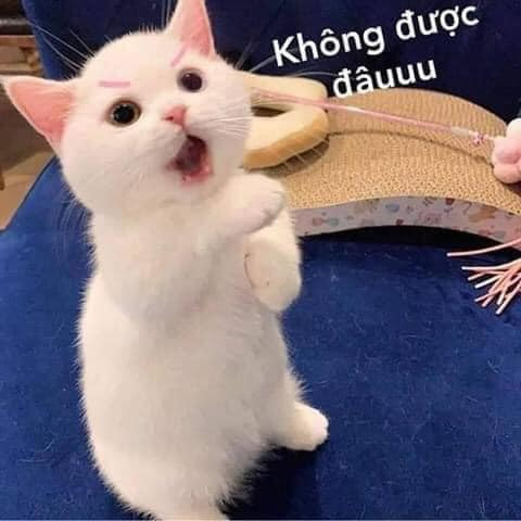 Bộ sưu tập meme không giới hạn, từ chối mọi thứ, và hết sức bựa