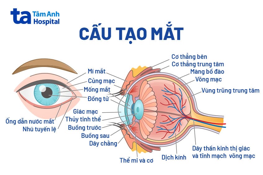 Mắt: Giải phẫu cấu tạo, chức năng và cơ chế hoạt động