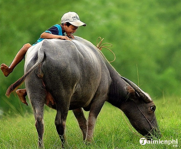 Bộ sưu tập hình nền về con trâu cho máy tính