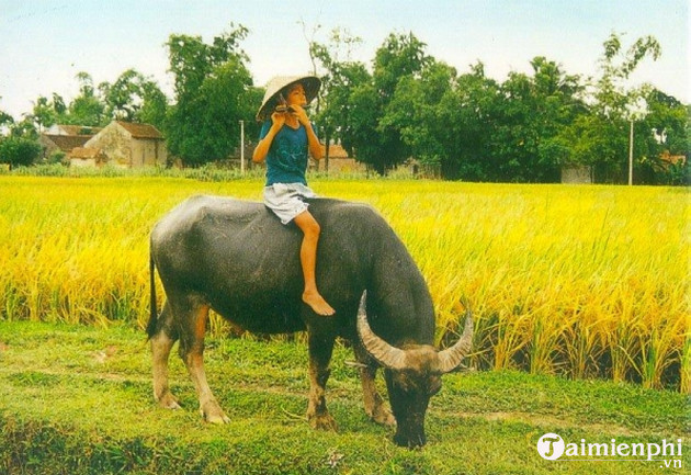 Bộ sưu tập hình nền về con trâu cho máy tính