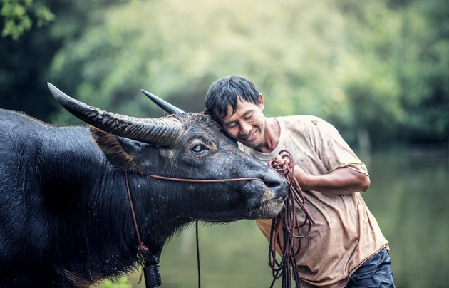 Bộ sưu tập hình nền về con trâu cho máy tính