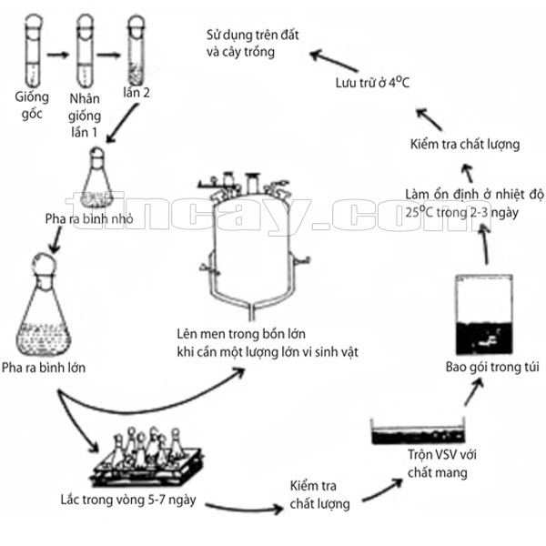 Các Loại Phân Bón Phổ Biến Và Vai Trò Của Phân Bón