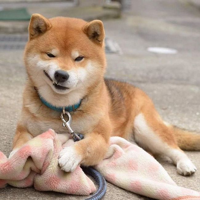 Tổng hợp 30+ Ảnh avatar chó Shiba siêu cute ngộ nghĩnh