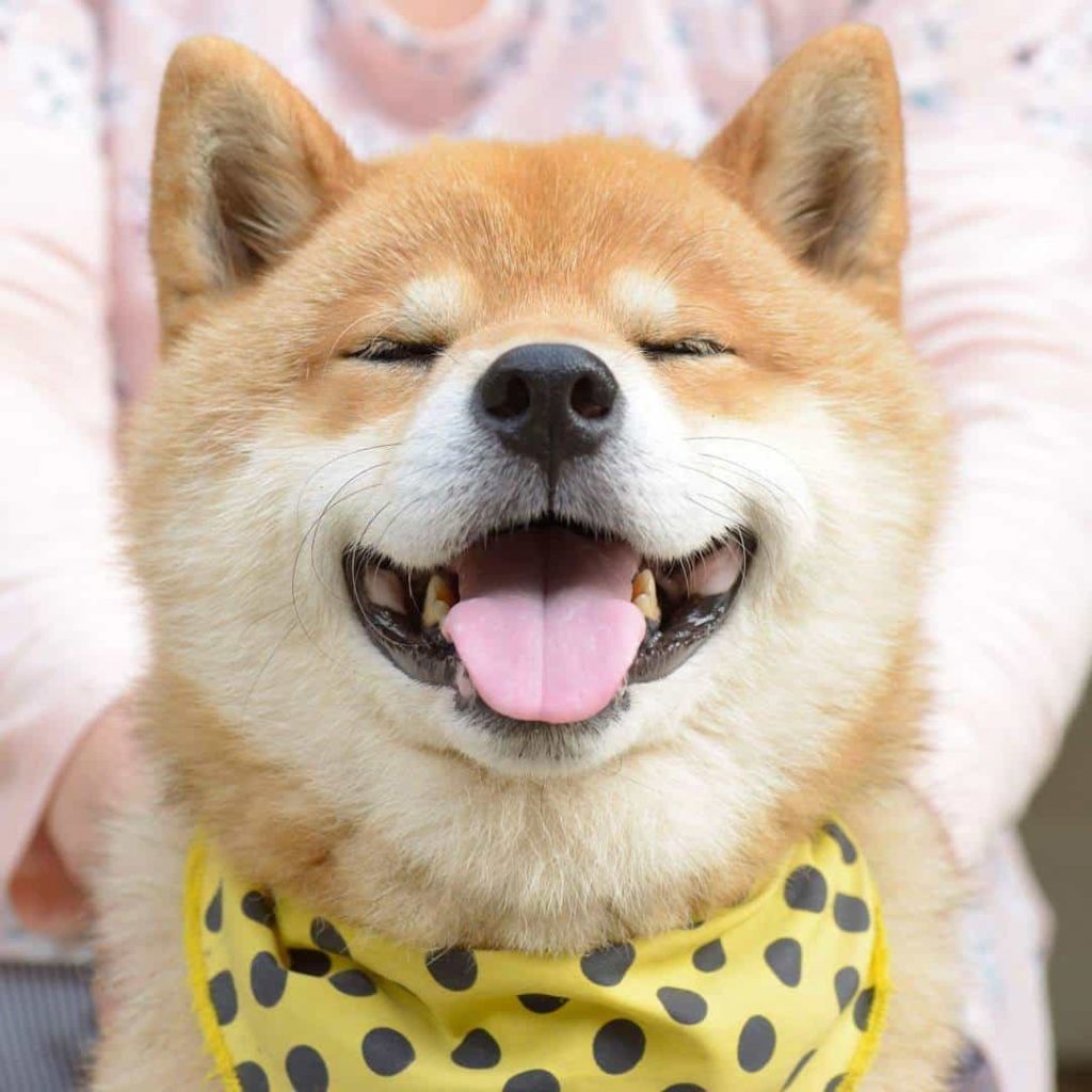 Tổng hợp 30+ Ảnh avatar chó Shiba siêu cute ngộ nghĩnh