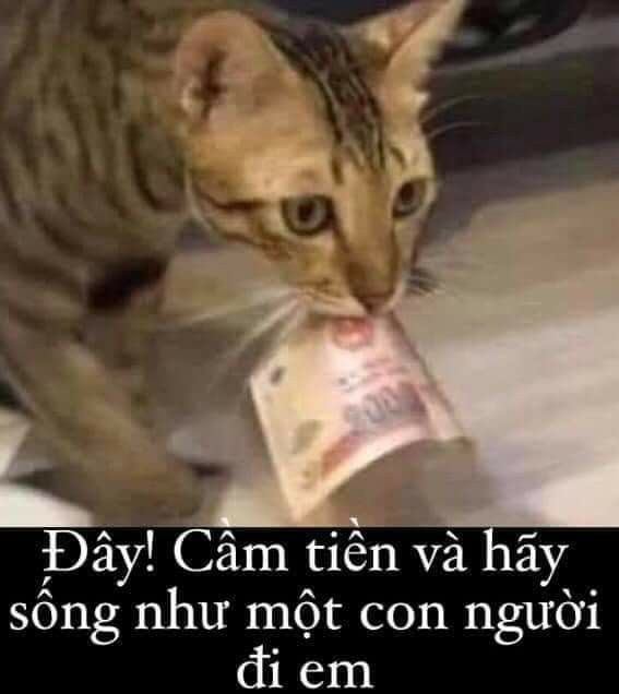 Khám phá thế giới hài hước của tiền qua những hình ảnh meme độc đáo