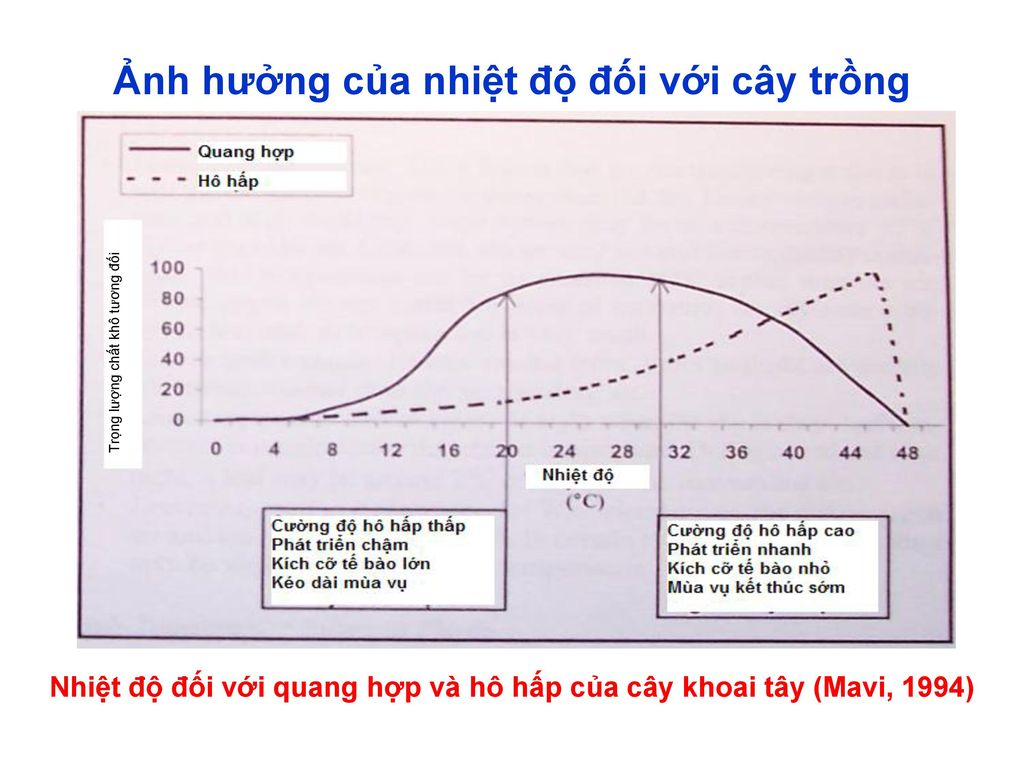 Ảnh Hưởng Của Các Nhân Tố Ngoại Cảnh Đến Quang Hợp Và Bài Tập Trắc Nghiệm