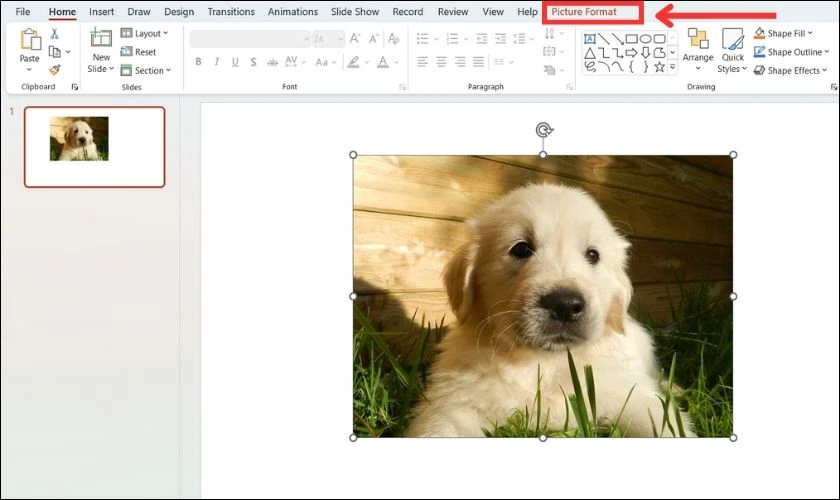 Hướng dẫn cách chèn ảnh vào PowerPoint nhanh, dễ thực hiện