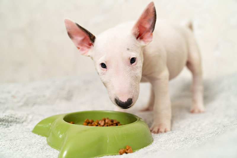 Chó mặt dài Bull Terrier - giống chó ngộ nghĩnh và dũng cảm