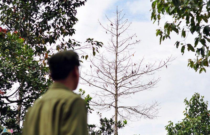 Cách làm cây chết mà không phải chặt. Các loại thuốc làm chết cây gỗ