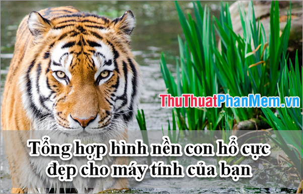 Tổng hợp bộ sưu tập hình nền con hổ tuyệt vời cho máy tính của bạn