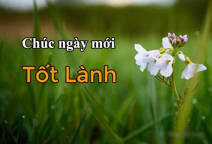 Ảnh chúc ngày mới tốt lành và đẹp mắt